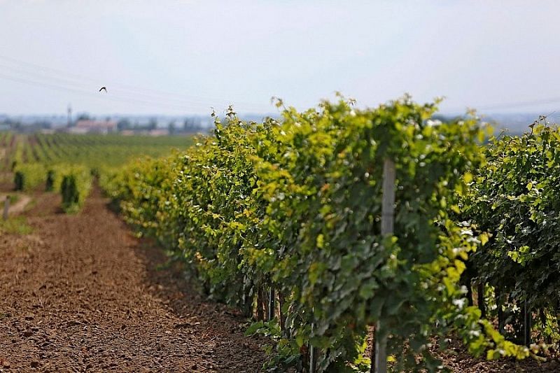 За пять лет на развитие виноделия и виноградарства на Кубани направлено 2,3 млрд рублей