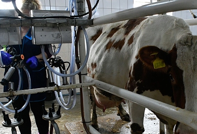 Принципы бережливого производства внедряет агрофирма из Тбилисского района благодаря нацпроекту