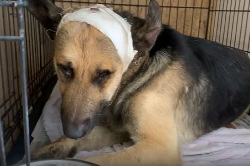 Состояние тяжелое: стало известно о судьбе избитой арматурой собаки в поселке Яблоновском