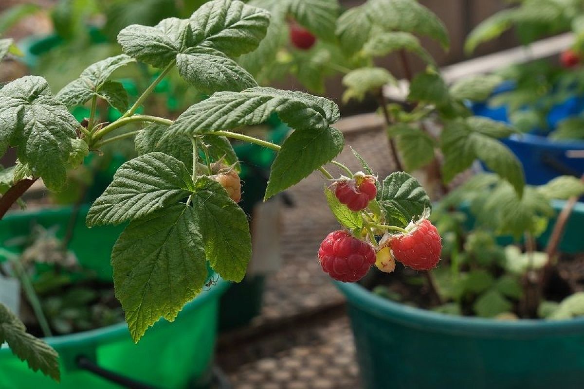 Малина весной гарантированно приживется, если будете сажать ее так, как советует наш эксперт