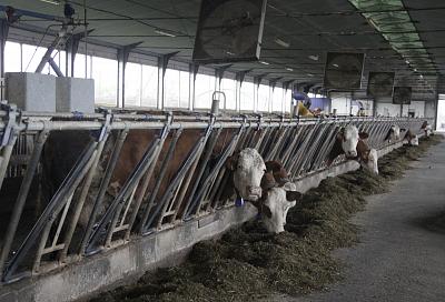 Единственная на Кубани роботизированная молочная ферма получила очередной грант на развитие бизнеса.
