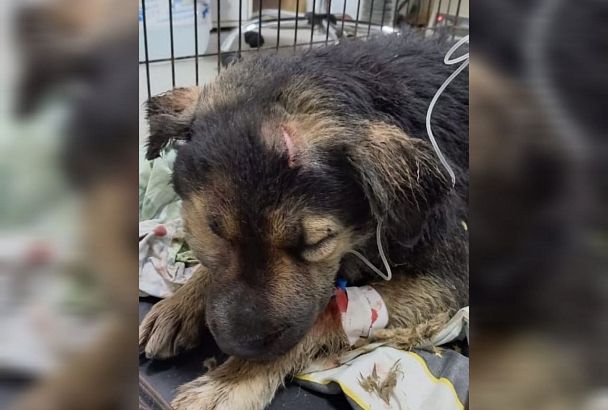 Положили в мешок и выбросили: под Новороссийском в мусорном баке нашли покалеченную собаку