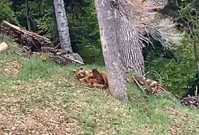 Медведицу с медвежонком засняли на видео туристы в горах Сочи