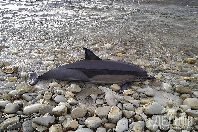 В 2020 году число выбросов дельфинов Черного моря выросло более чем в 1,5 раза