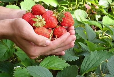 Одна ложка вместо сотни подкормок: малина и яблоня на даче не кочевряжатся и дают богатый урожай на 100 из 100