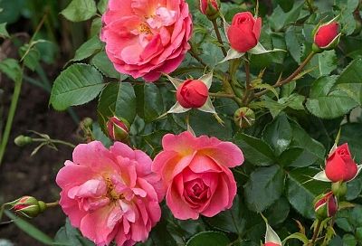 Роза стала шиповником? Не паникуйте! Вот что нужно сделать, чтобы спасти королеву сада