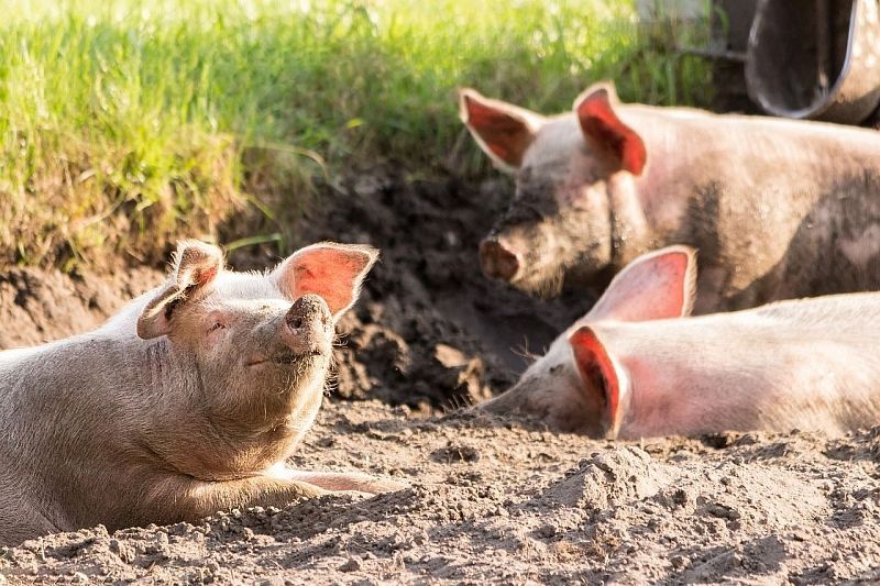 В России распространяется африканская чума свиней