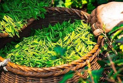 380 тонн чайного листа собрали в Краснодарском крае
