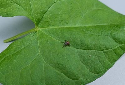 В Краснодарском крае за неделю клещи покусали почти 200 человек  