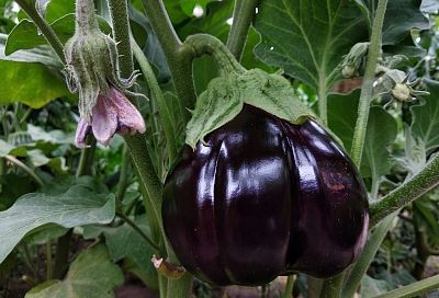 Баклажаны попрут как угорелые: от этих 5 хитростей глаз не нарадуется от урожая – соседи завидуют