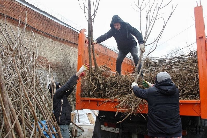 Около 4 тыс. деревьев будет высажено в ближайшие дни на улицах Краснодара