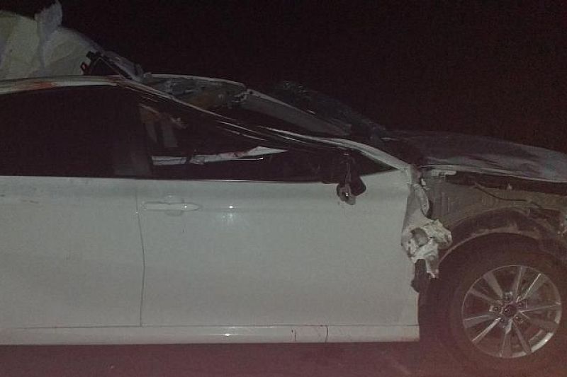 В Адыгее в ДТП с лошадью погибла пассажирка иномарки, водитель госпитализирован