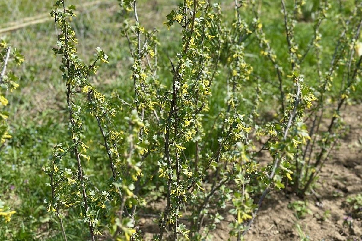 Бесплатный посадочный материал: размножаем плодовые кустарники отводками