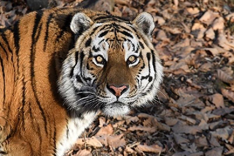 Сафари-парк Приморья допустил возможность выкупа тигра Амура, чтобы не отправлять его на Кубань