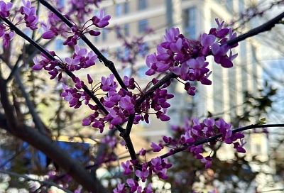 Комплексное озеленение: где в Краснодаре планируют высадить молодые деревья