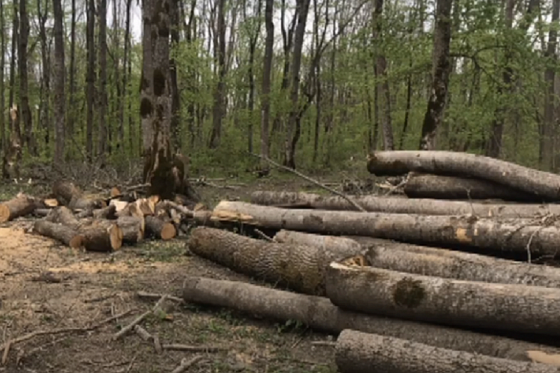 Житель Адыгеи задержан за незаконную вырубку деревьев на 3,7 млн рублей