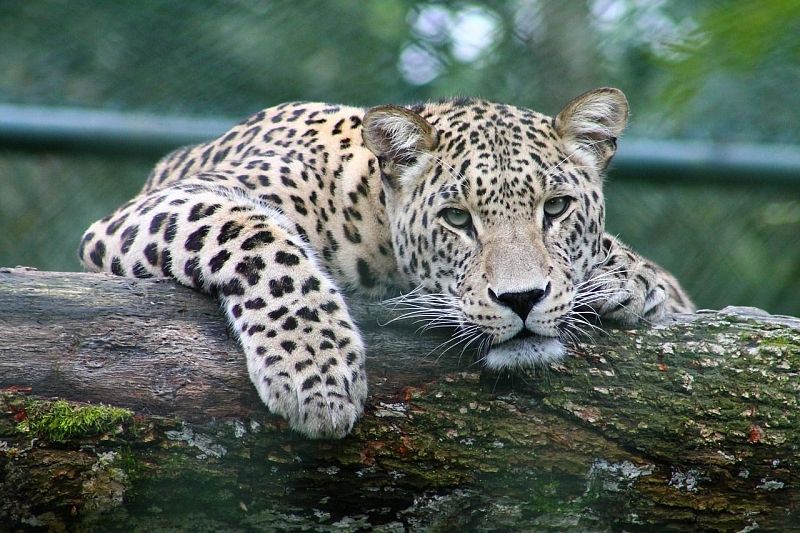 В частном зоопарке незаконно содержали 11 редких животных