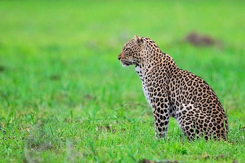 За жизнью редкого леопарда на Кавказе можно наблюдать онлайн