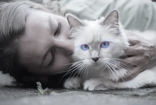 Аллергия или антистресс? Стоит ли  делить свою кровать с котом