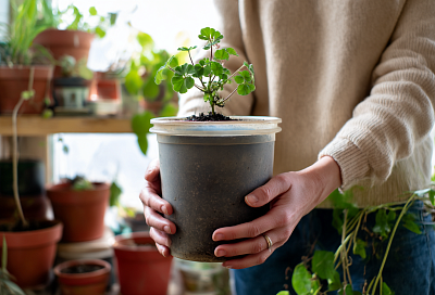 Горшков нет? Спасают литровые ведёрки с крышкой