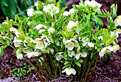 Старинное предание, чудодейственный лекарь и незаменимый обитатель зимнего сада: растение, стойкое к холоду