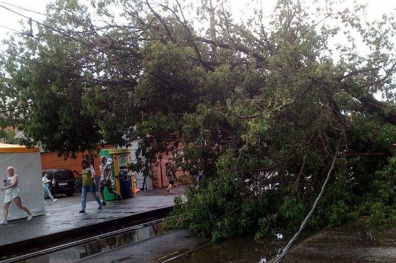 Упавшие деревья парализовали движение трамваев в двух районах Краснодара
