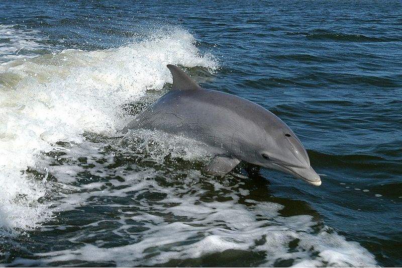 В программу по защите дельфинов войдут предложения ОНФ Краснодарского края