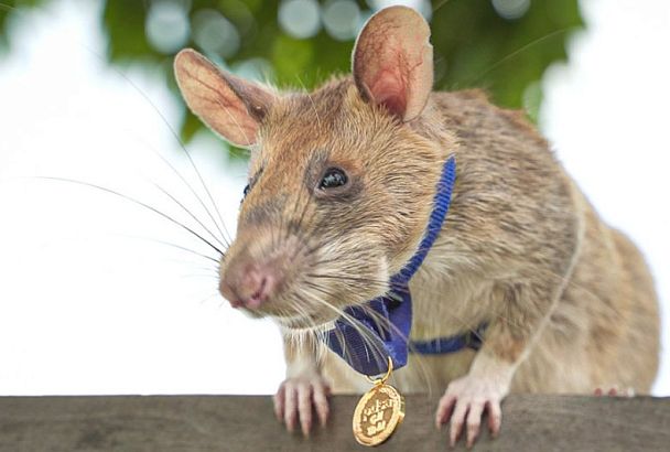 Настоящий герой: за какой подвиг эта крыса получила золотую медаль 