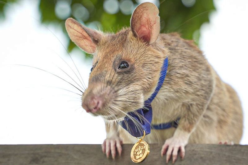 Настоящий герой: за какой подвиг эта крыса получила золотую медаль 