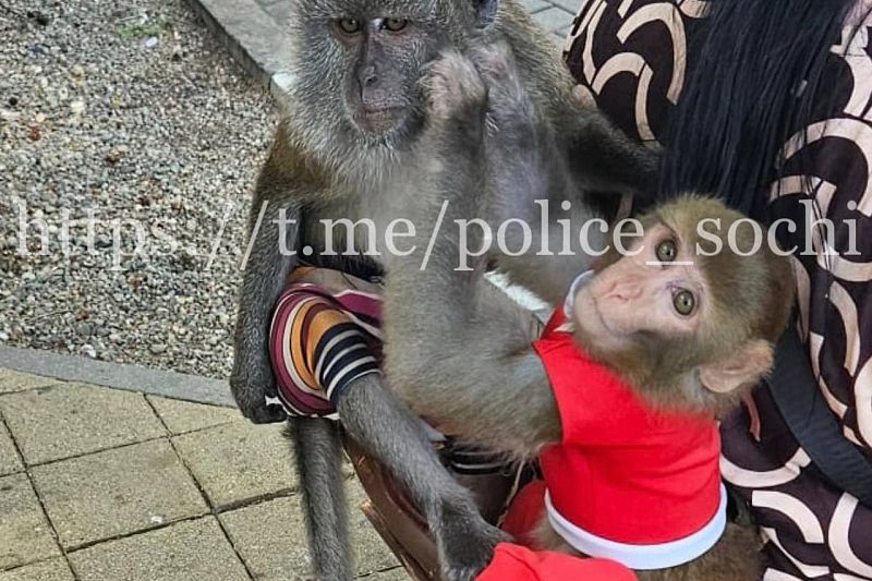 Нелегального фотографа с обезьянами и попугаем оштрафуют за навязывание своих услуг в Сочи