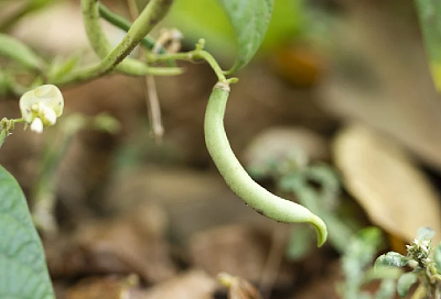 Фасоль, перцы, баклажаны: суперкомбо для огорода без жуков