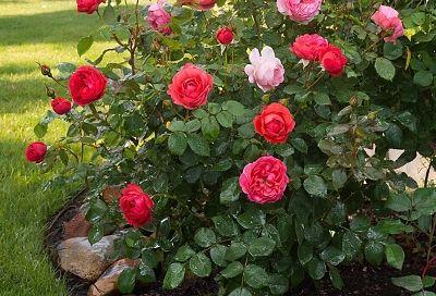 У моих роз всегда пышные и крупные бутоны: секрет в одном средстве, которое я использую в январе-феврале. Стоит копейки, а эффект на миллион