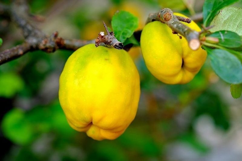 Айва – лучший фрукт для сердечников и пессимистов