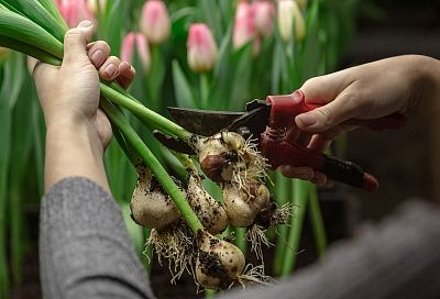 Сажаю осенью луковицы цветов на такую глубину, и они радуют меня весной великолепным цветением, а раньше вымерзали и чахли на корню, важен каждый сантиметр