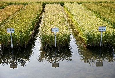 Уборка риса стартовала в Краснодарском крае 