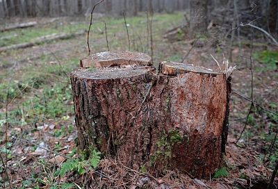 В Краснодарском крае завели уголовное дело на «черных лесорубов», причинивших ущерб на 5 млн рублей