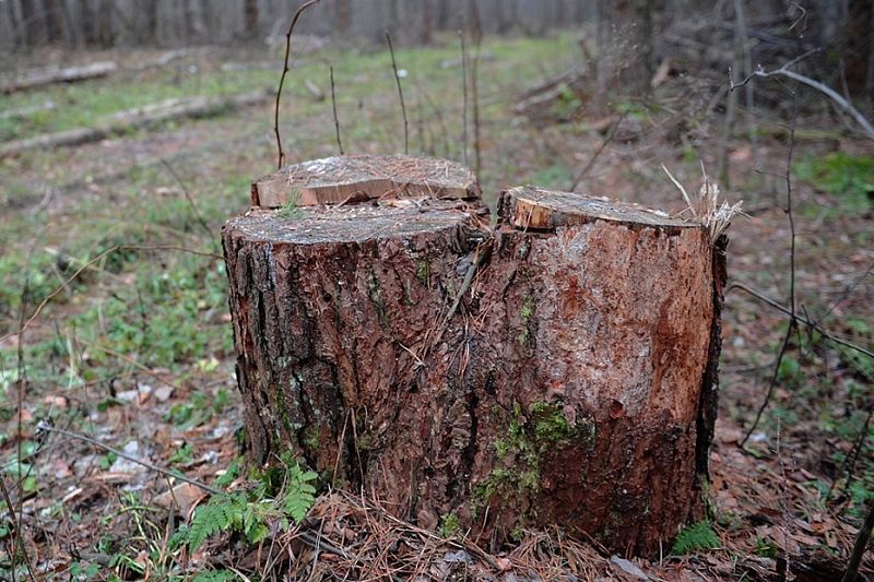 В Краснодарском крае завели уголовное дело на «черных лесорубов», причинивших ущерб на 5 млн рублей