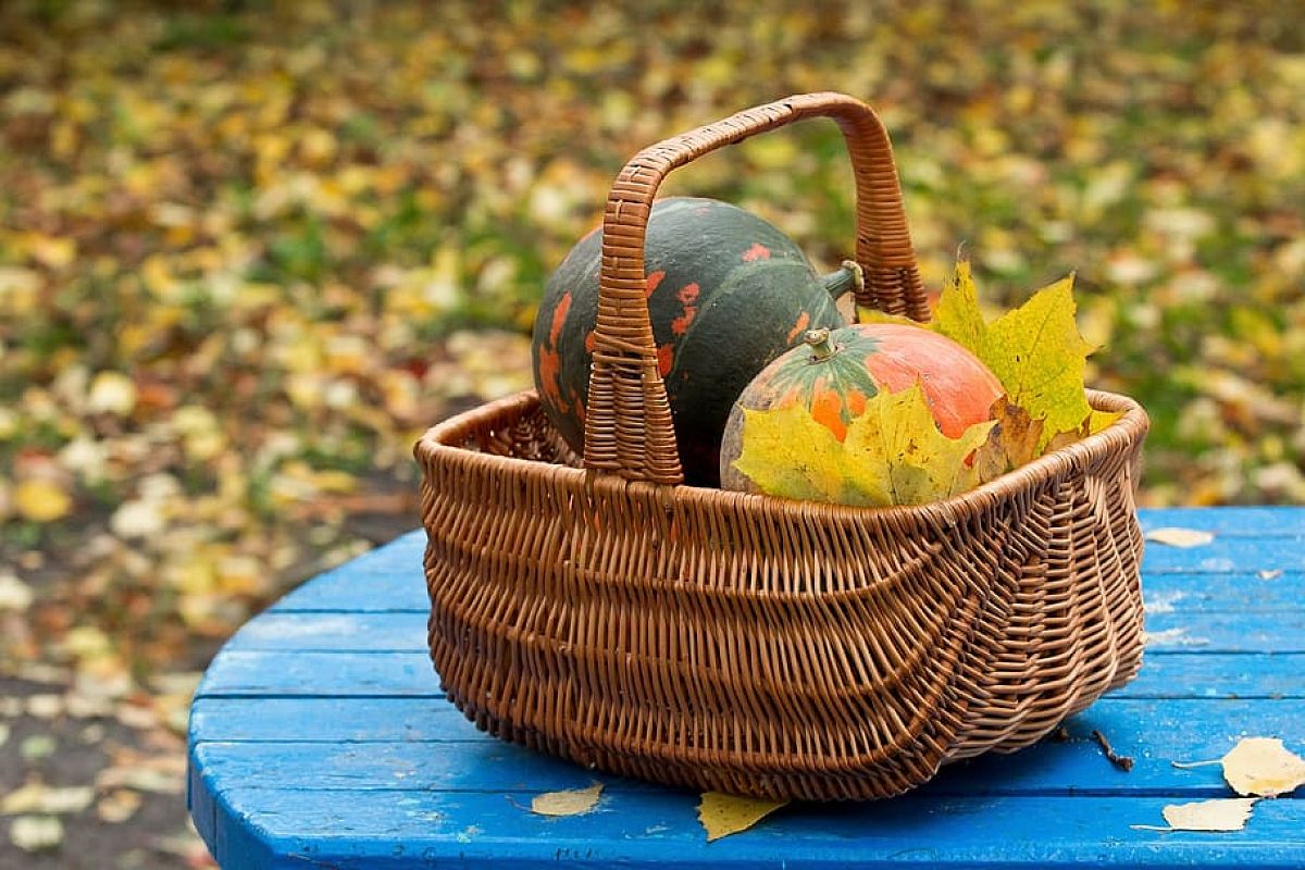 Опавшие листья — не мусор, а ценное удобрение: садоводы получают рекордные урожаи