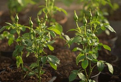 Как сохранить саженцы роз, купленные зимой: от выбора до высадки