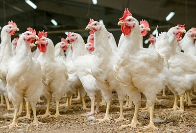 Экспорт кубанского мяса птицы вырос в восемь раз за последние пять лет