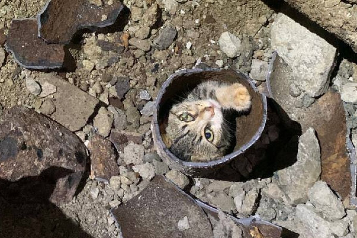 «Усатый домовой»: в Красной Поляне спасли застрявшего в чугунной трубе котенка 