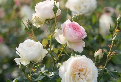 В обычной губке успешно укореняю даже самые капризные сорта роз: простой и эффективный метод 