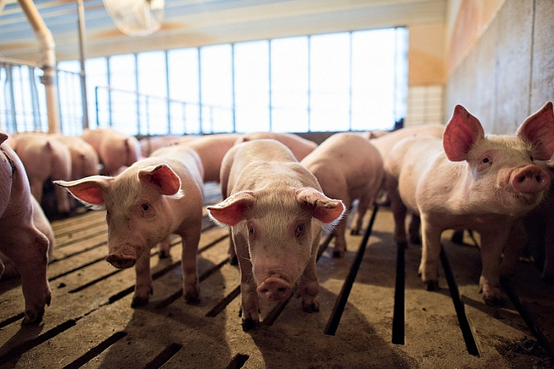 В 2019 году в Краснодарском крае на 42% увеличилось производство свинины