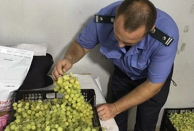 В Краснодарский край не пустили более 20 тонн зараженного вредителем винограда из Египта 
