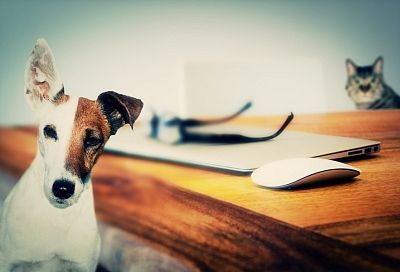Беспокойная дружба: врач рассказал о негативном эффекте наличия в квартире домашних животных