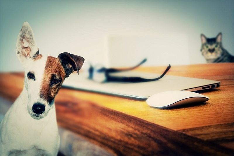 Беспокойная дружба: врач рассказал о негативном эффекте наличия в квартире домашних животных