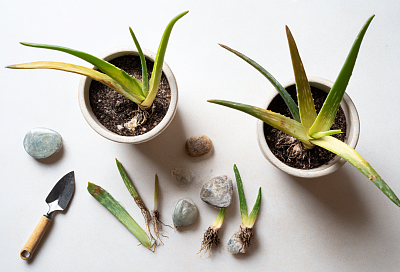 Разрезала лист алоэ пополам и посадила обе части — результат удивил даже меня