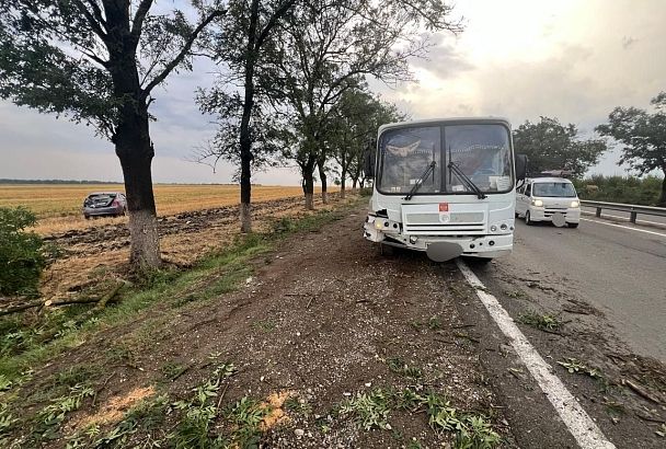 Пять автомобилей столкнулись из-за упавшего на трассу дерева в Краснодарском крае