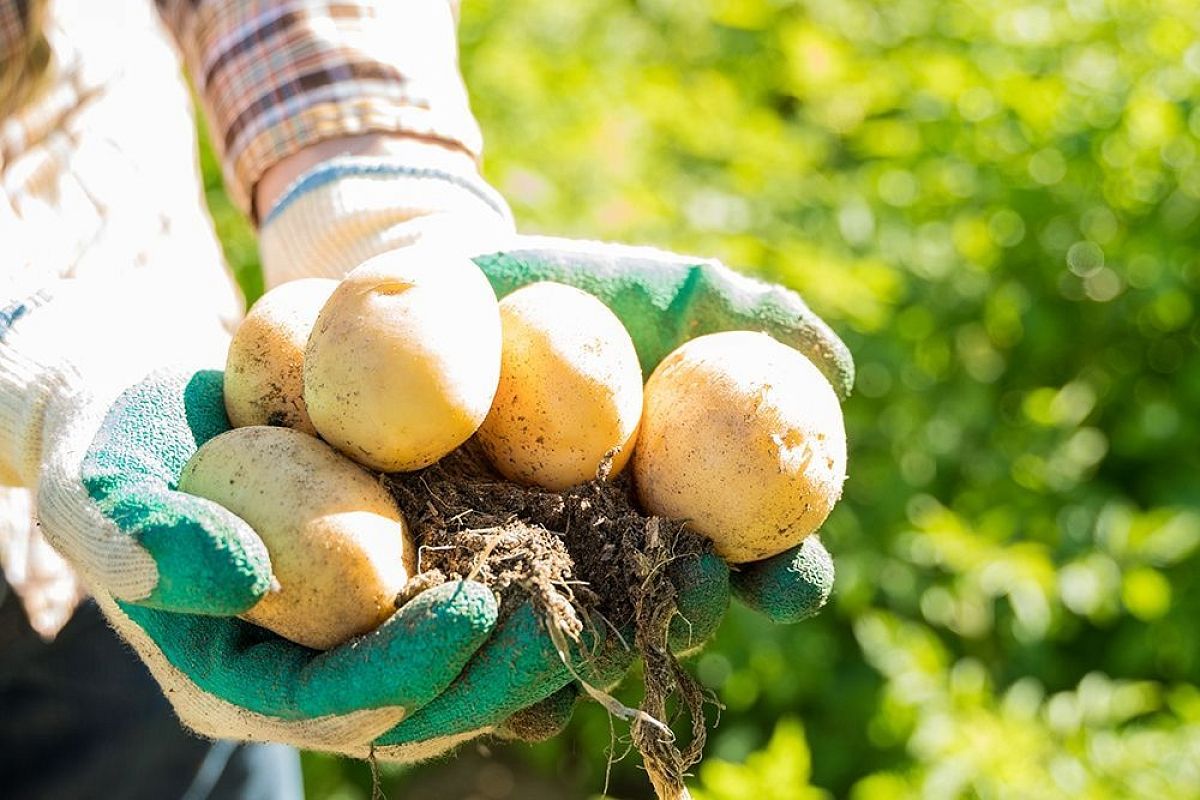 Колорадский жук атакует картофель! Экстренные меры по сигналу Россельхозцентра от 11 июля 2025