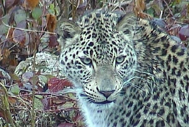 Застрелили и сняли шкуру: в Абхазии браконьеры убили леопарда, выращенного в Сочи